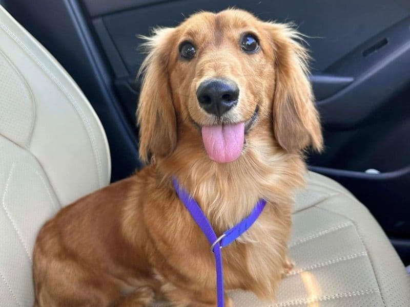 Dachshund 2 years 8 months old male small named Milo for breeding in Ipswich City, Queensland | Petmeetly