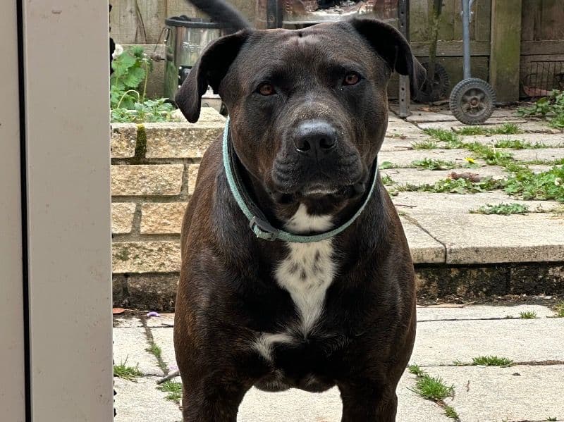 Staffordshire Bull Terrier 6 years 8 months old male large named Tyson for breeding in Norfolk, England | Petmeetly