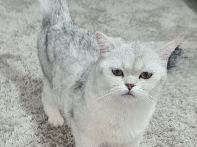 British Shorthair 1 year 6 months old female named Mura for breeding in Fatih, İstanbul | Petmeetly