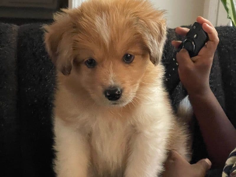 Pyrenean Mastiff 3 months old female large named N/a for sale in Cobb County, Georgia | Petmeetly