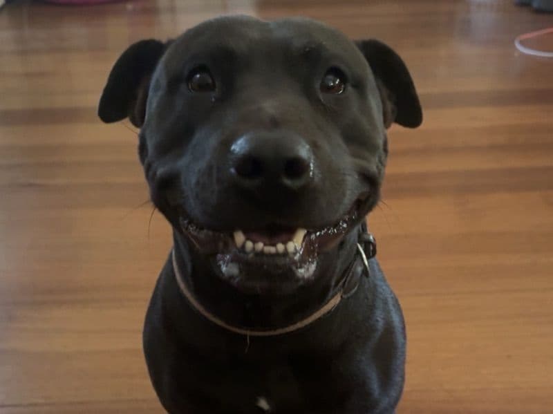 Staffordshire Bull Terrier 3 years 9 months old female large named Nalah for breeding in Hume City, Victoria | Petmeetly