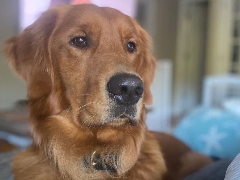 Cooper primary photo