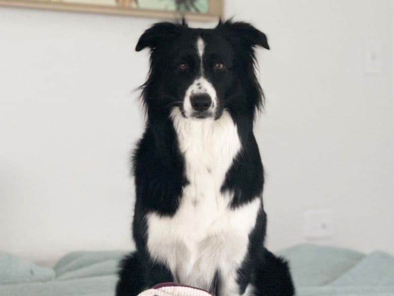 Border Collie 3 years old female medium named Daisy for breeding in South Australia | Petmeetly