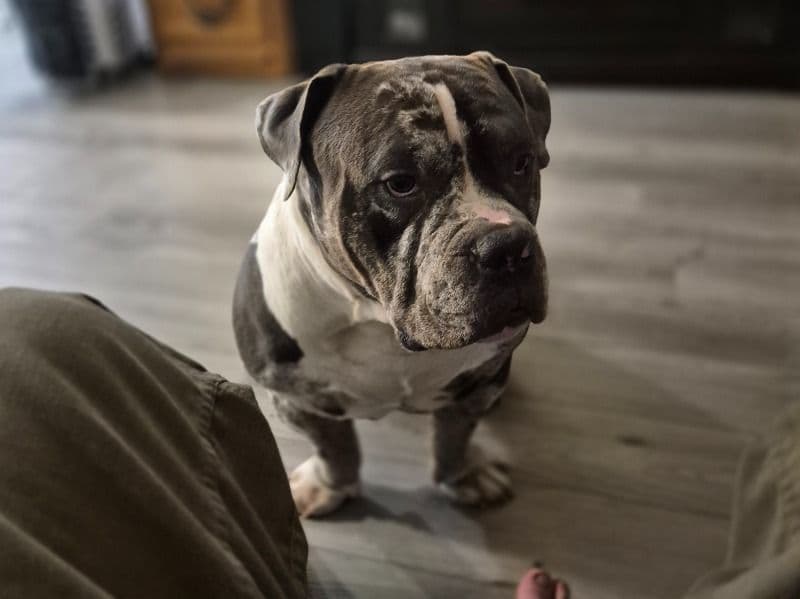 American Bully 3 years old male large named Aries for breeding in Hamilton, Ontario | Petmeetly