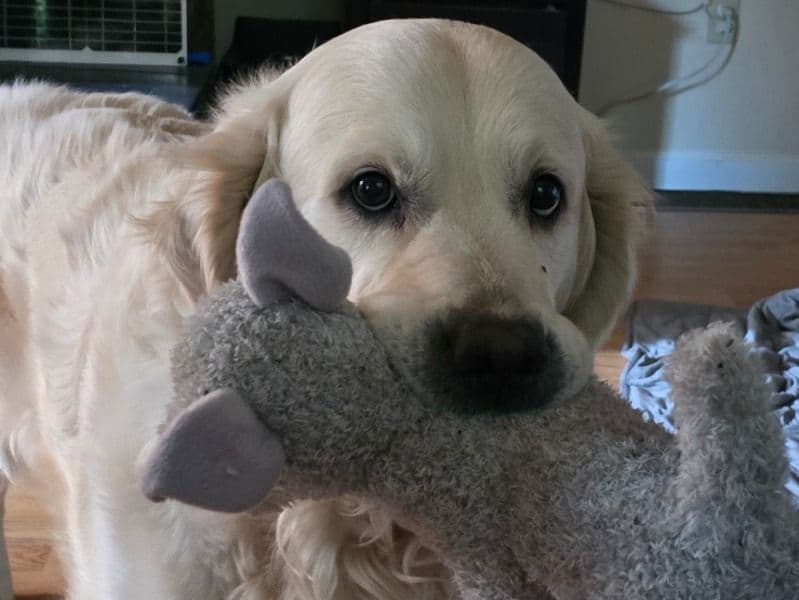 English Cream Retriever 6 years 4 months old male large named Louie for breeding in Clackamas County, Oregon | Petmeetly