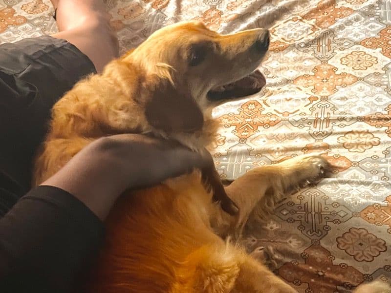 English Golden Retriever 2 years 11 months old male medium named Maxie for breeding in Chennai, Tamil Nadu | Petmeetly