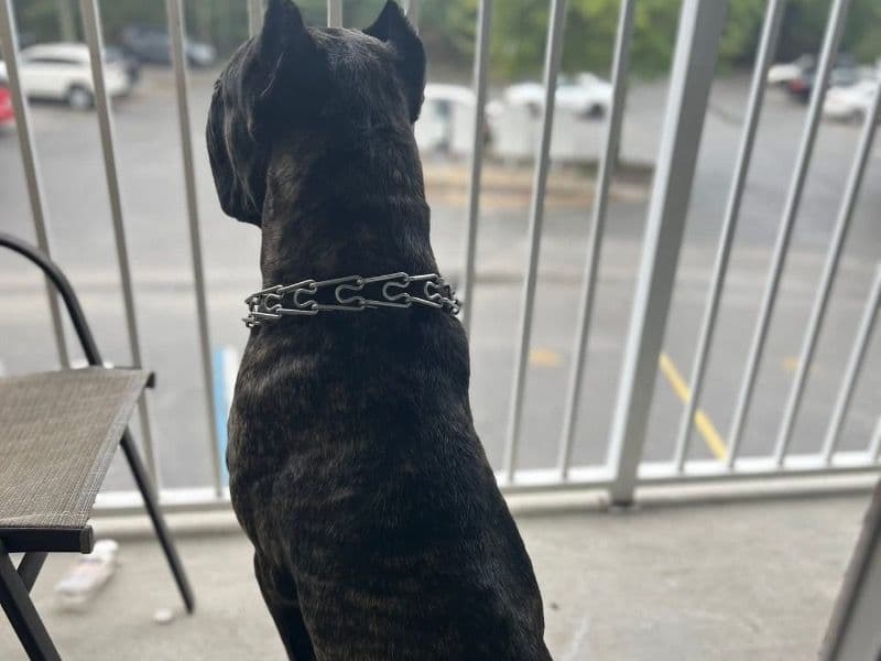 Presa Canario 5 years 5 months old male extra large named Mozzy for breeding in Duval County, Florida | Petmeetly