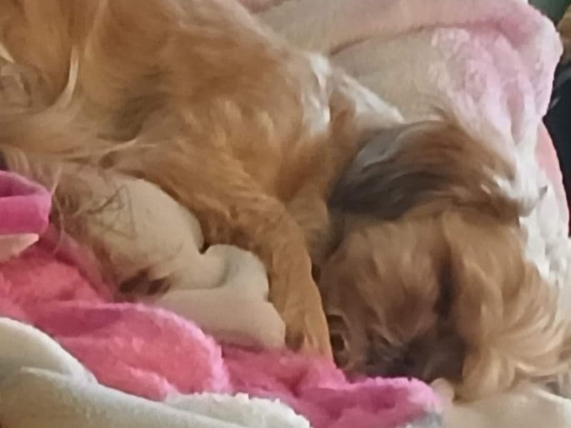 Chorkie 5 years 3 months old female small named Paige for breeding in Lafayette County, Wisconsin | Petmeetly