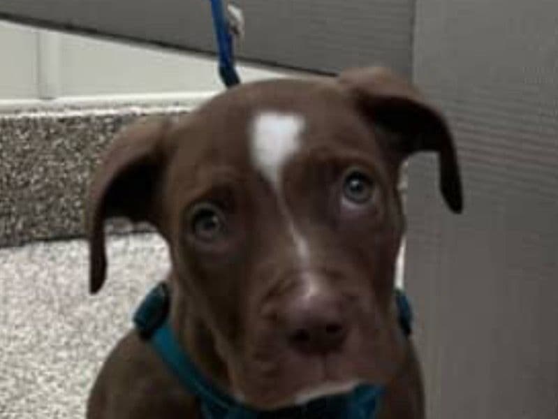 Blue nose Pitbull 6 months old male small named Mocha for sale in Lane County, Oregon | Petmeetly