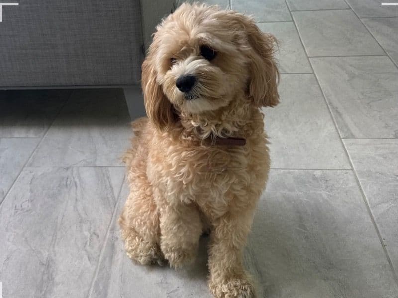 Cavapoo (Cavadoodle) 2 years 6 months old male medium named Bailey for breeding in Los Angeles County, California | Petmeetly