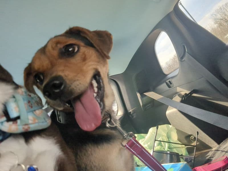 Latte - Beagle | Petmeetly