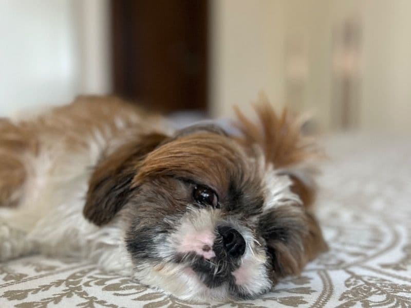 Shih Tzu 1 year 11 months old male medium named Orry for breeding in South Chotanagpur Division, Jharkhand | Petmeetly