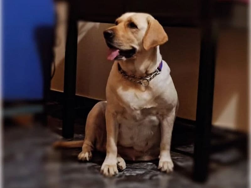 English Labrador Retriever 4 years 10 months old female extra large named Scooby for breeding in Kumbakonam, Tamil Nadu | Petmeetly