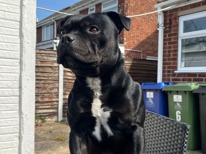 Staffordshire Bull Terrier 3 years 3 months old male small named Nash for breeding in North East Lincolnshire, England | Petmeetly