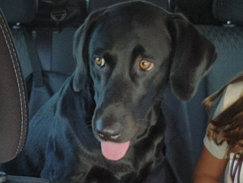 Labrador Retriever 5 years old female medium named Abby for breeding in Miami-Dade County, Florida | Petmeetly