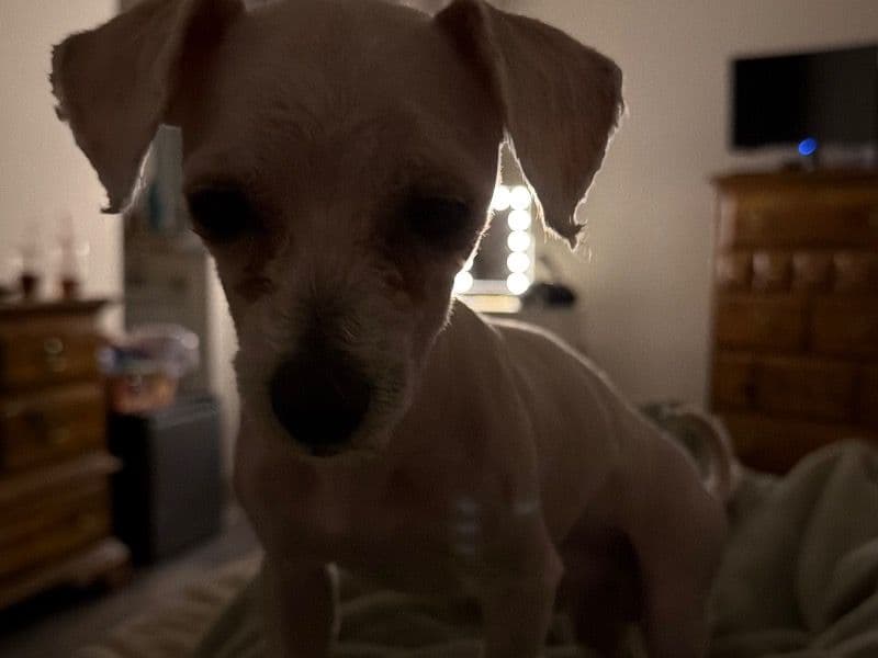 Bichon Frise 2 years old male small named Toby for adoption in Mecklenburg County, North Carolina | Petmeetly