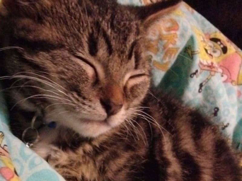 Stitch primary photo