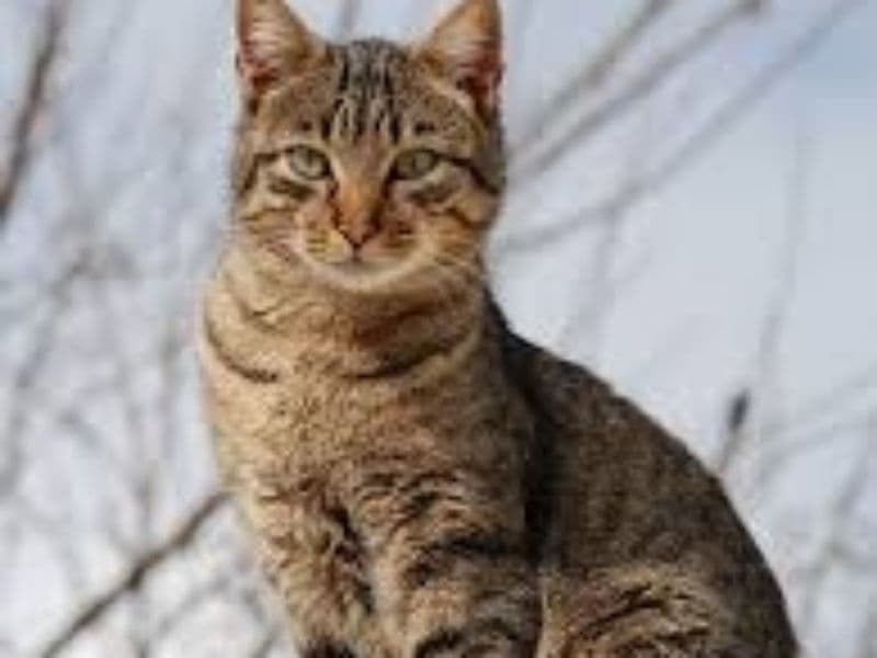 Bambino 1 year 5 months old male named Leo for breeding | Petmeetly