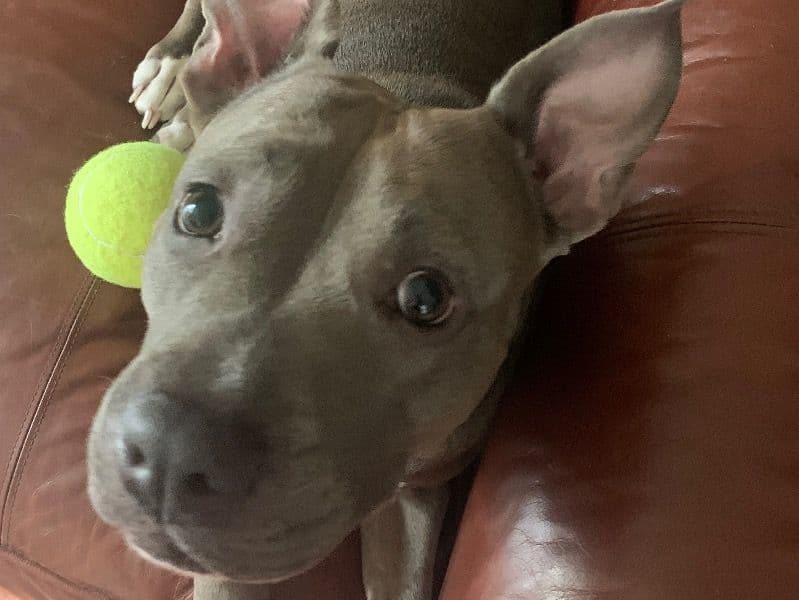 Blue nose Pitbull 5 years 6 months old female medium named Cha Cha for breeding in Genoa, Illinois | Petmeetly