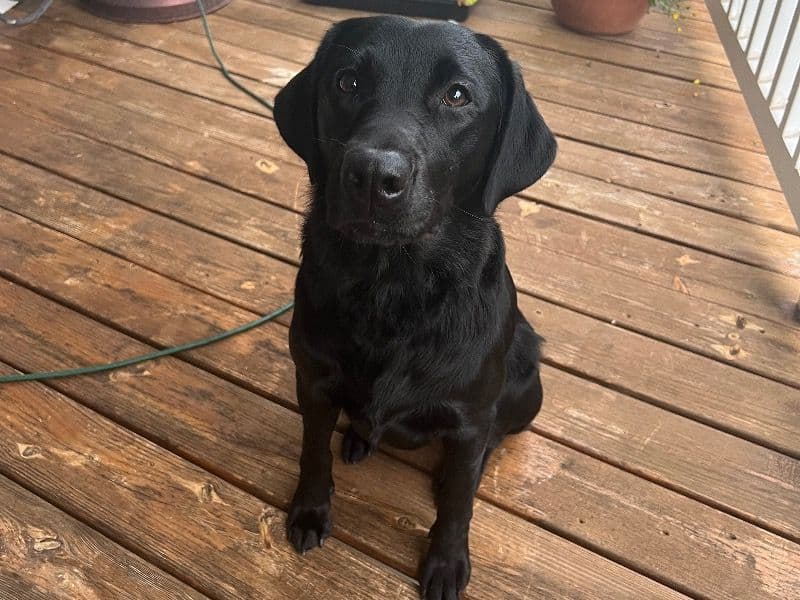 English Labrador Retriever 4 years 5 months old female small named Sybil for breeding in Albemarle County, Virginia | Petmeetly