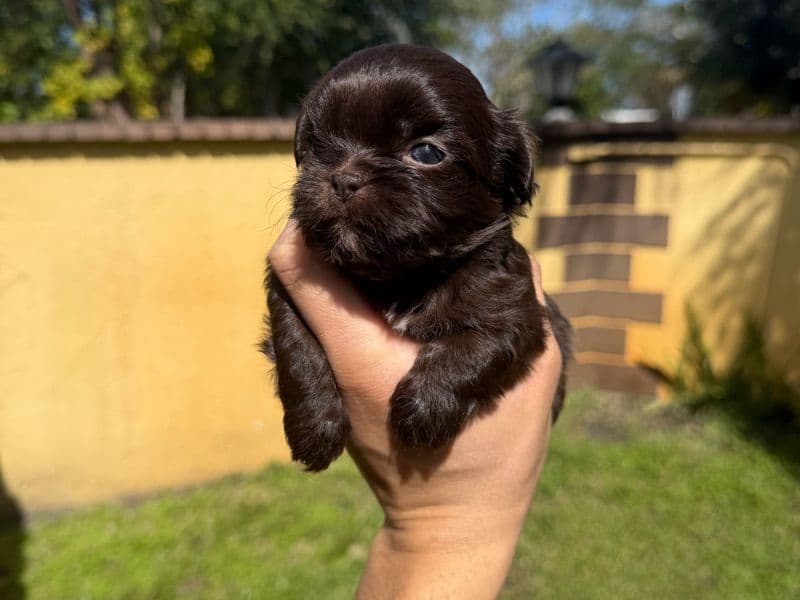 Shih Tzu 1 month old female small named Lilly for sale in Miami-Dade County, Florida | Petmeetly