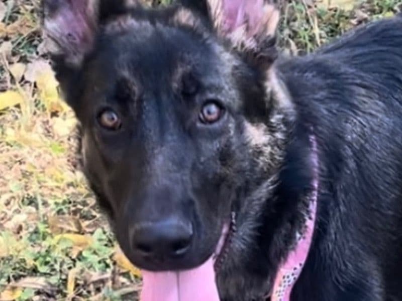 Black German Shepherd 1 year 7 months old female medium named Holly for breeding in Johnson County, Missouri | Petmeetly
