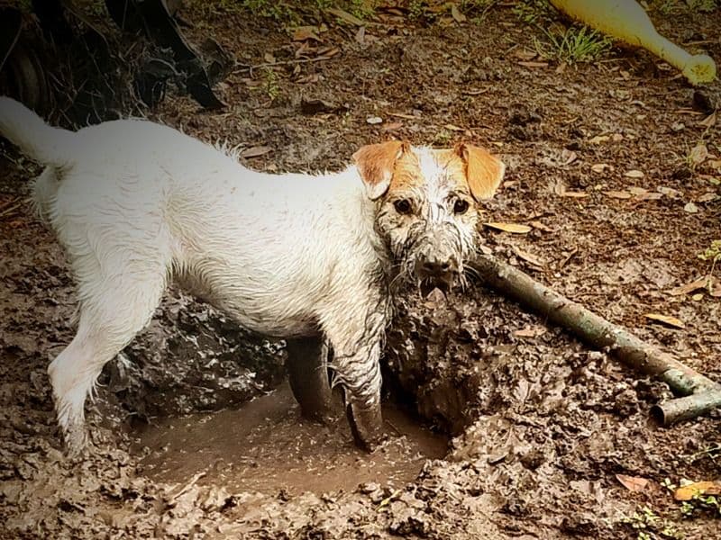 Jack Russell Terrier 1 year 2 months old male small named Jack for breeding in Brazoria County, Texas | Petmeetly