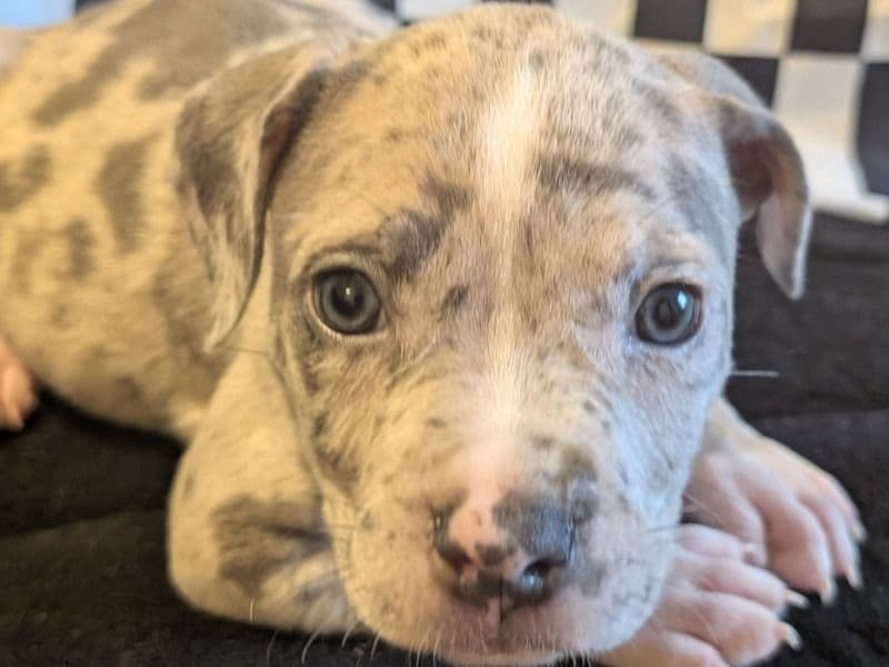 American Bully 2 months old male large named Vader for sale in Columbia County, Georgia | Petmeetly