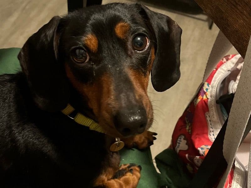 Danny Boy - Dachshund | Petmeetly
