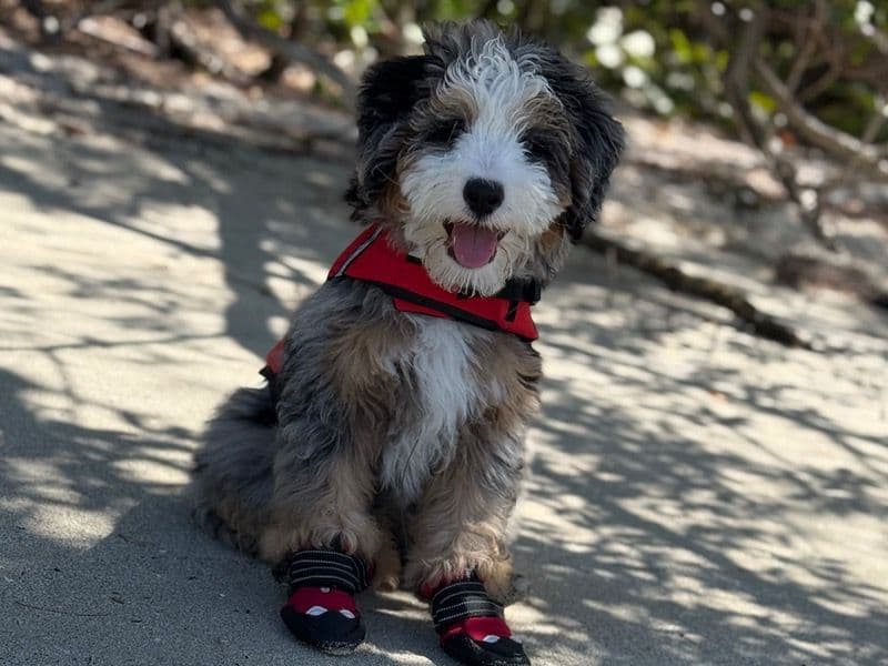 Bernedoodle 1 year old male medium named Miloh for breeding in Miami-Dade County, Florida | Petmeetly