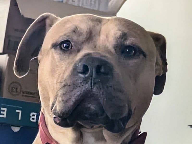 American Staffordshire Terrier 3 years 5 months old male large named Rza for breeding in City of Blacktown, New South Wales | Petmeetly