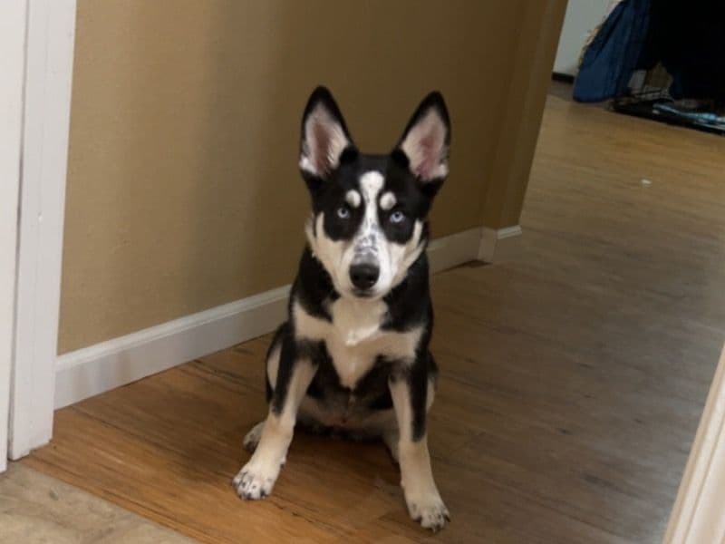 Freya Kay - Siberian Husky | Petmeetly