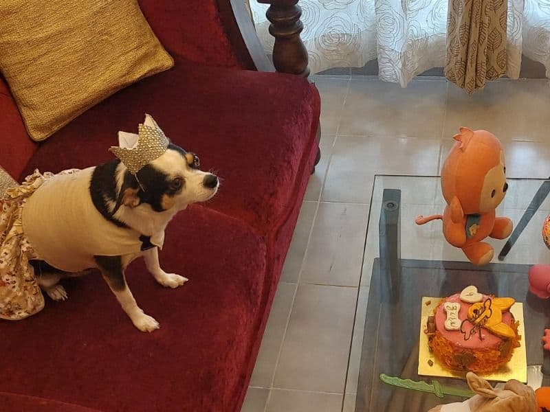 Chihuahua 4 years 5 months old female medium named Zara for breeding in Lower Assam Division, Assam | Petmeetly