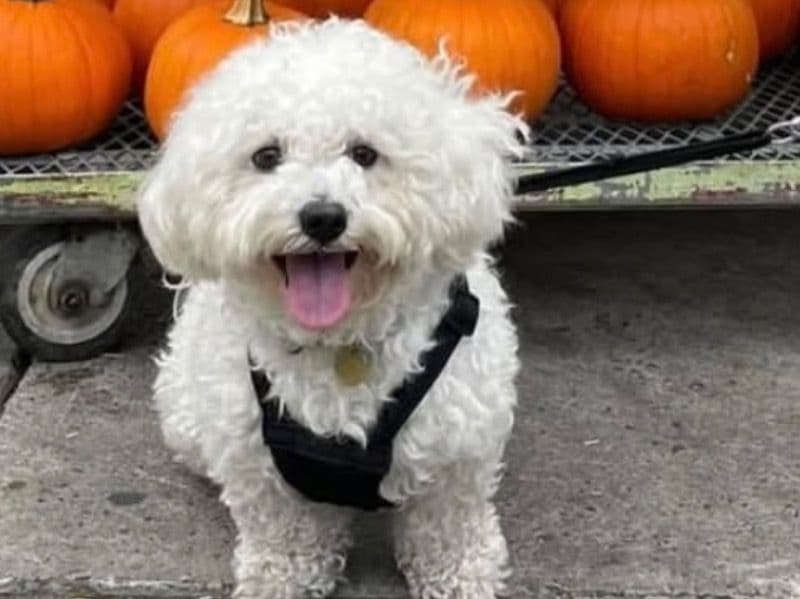 Shih Tzu 4 years 5 months old male small named Ozzi for breeding in Halifax Regional Municipality, Nova Scotia | Petmeetly