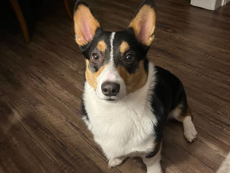 Corgi 2 years 7 months old male medium named Snoop for breeding in Middlesex County, New Jersey | Petmeetly