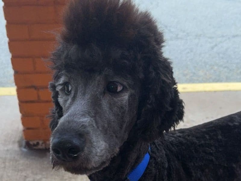 Standard Poodle 1 year 3 months old male medium named Huffy for breeding in Allegheny County, Pennsylvania | Petmeetly