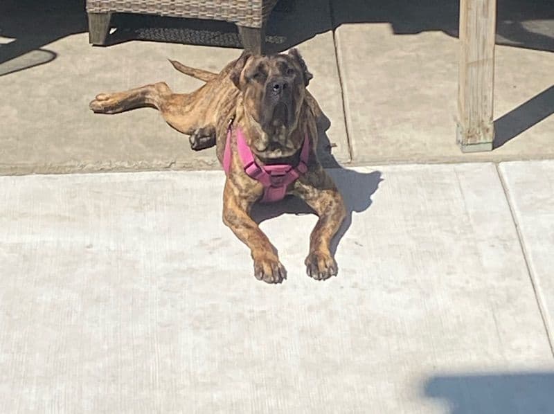 Presa Canario 4 years 6 months old female large named Nina for breeding in Cook County, Illinois | Petmeetly