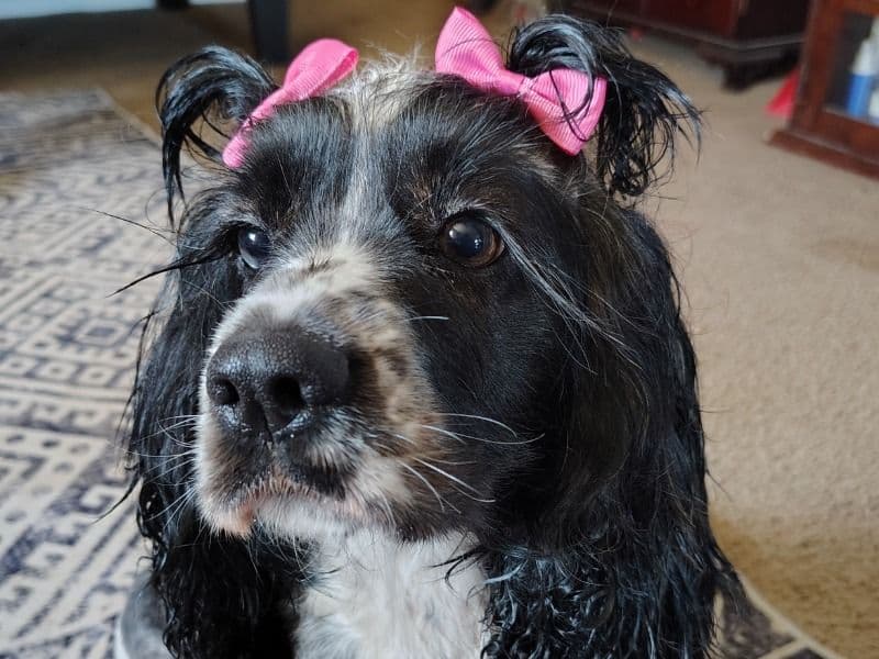 American Cocker Spaniel 2 years 4 months old female medium named Nina for breeding in Rowlett, Texas | Petmeetly