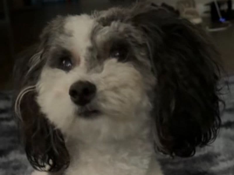 Maltipoo 3 years 9 months old female small named Kali for breeding in Clayton County, Georgia | Petmeetly