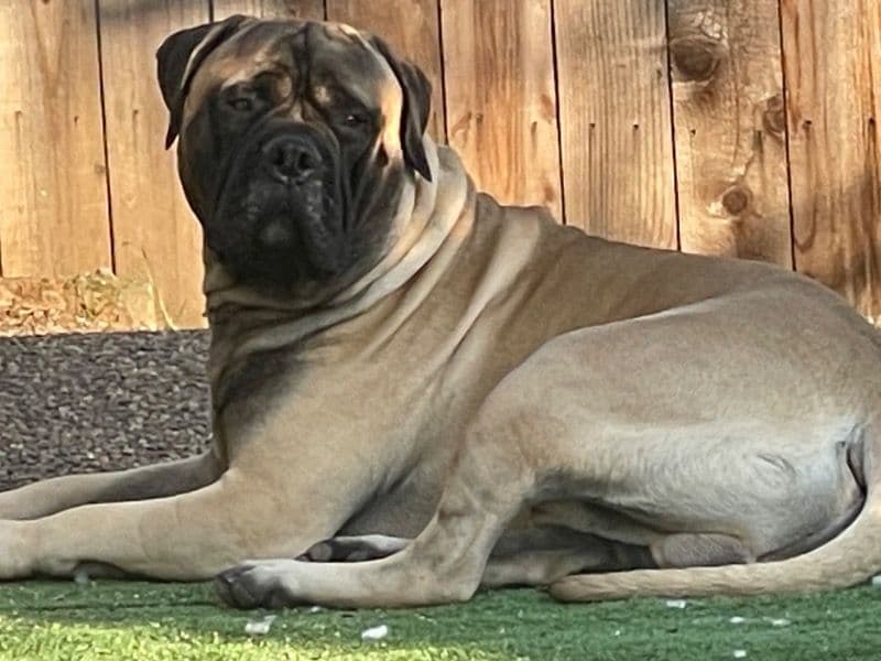 Bullmastiff 2 years old male large named Bison for breeding in Cooke County, Texas | Petmeetly