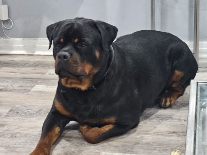 German Rottweiler 1 year 10 months old male extra large named Julius for breeding in Duval County, Florida | Petmeetly