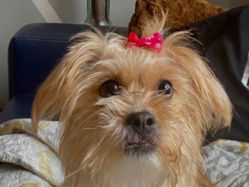 Nugget primary photo