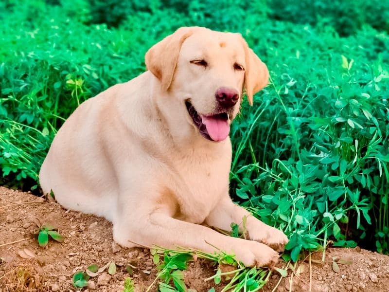 White Labrador Retriever 1 year 6 months old female medium named Jimmy for breeding in Pune Division, Maharashtra | Petmeetly