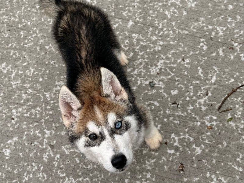 Phoenix - Siberian Husky | Petmeetly