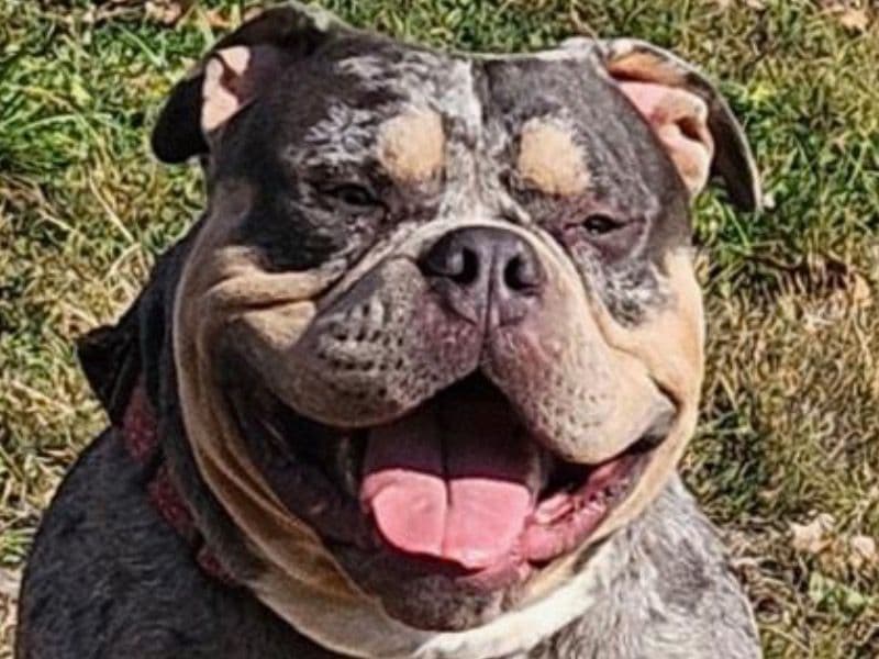 American Pocket Bully 2 years 6 months old male extra large named Biggie for breeding in Kanawha County, West Virginia | Petmeetly