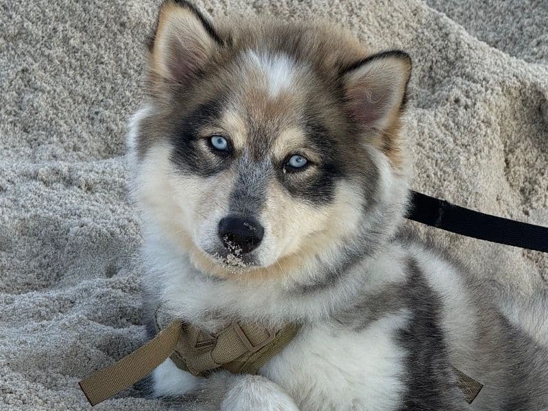 Alaskan Husky 11 months old male medium named Zuko for breeding in Kings County, New York | Petmeetly
