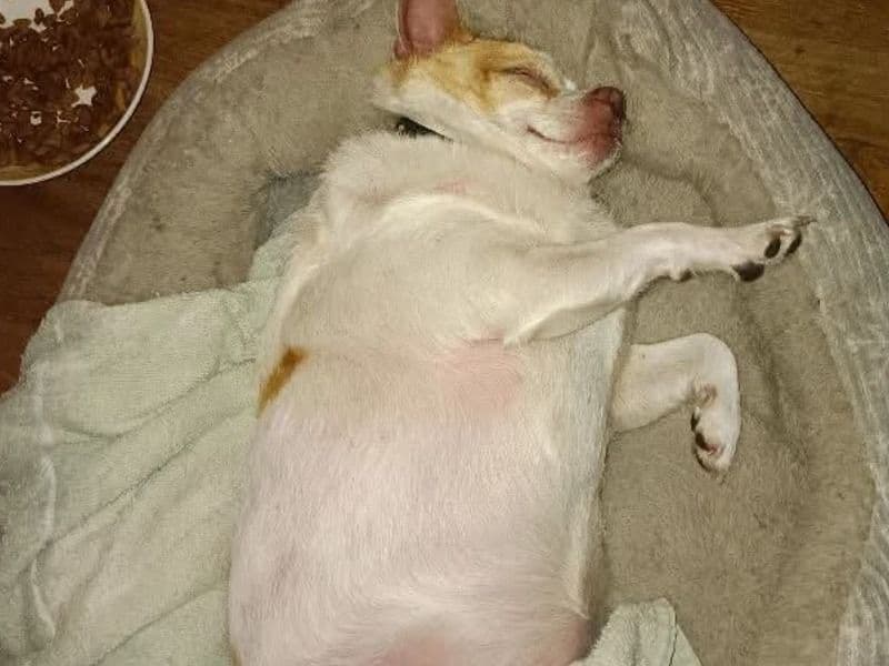 Chihuahua 4 years 5 months old male small named Winston for breeding in Horry County, South Carolina | Petmeetly