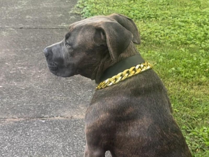 American PitBull Terrier 1 year 10 months old female medium named Remi-nova for breeding in Onondaga County, New York | Petmeetly