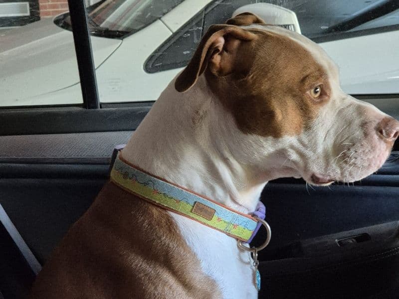 Rednose Pitbull Terrier 4 years 1 month old male medium named Moxxie for breeding in Banyule City, Victoria | Petmeetly