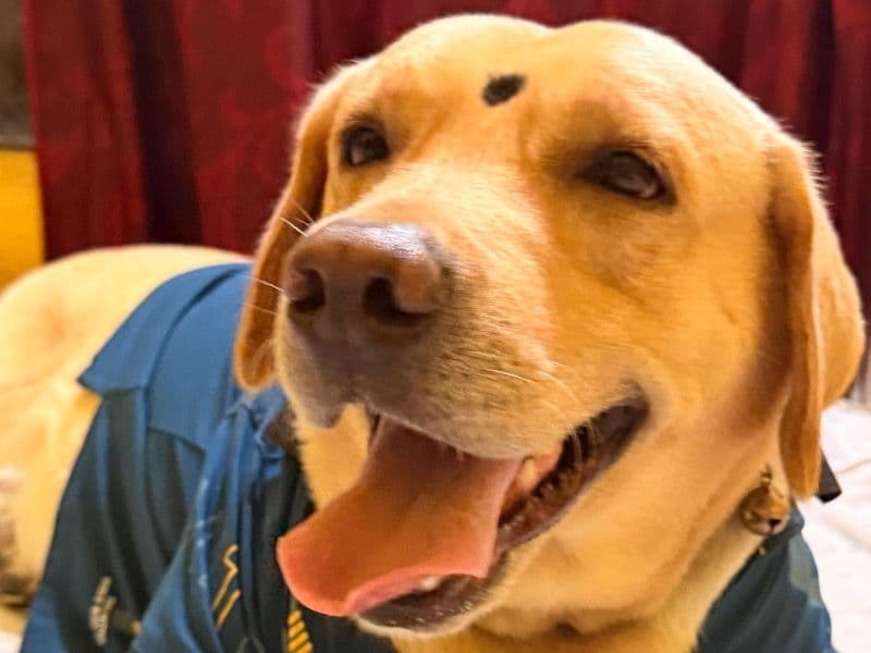 Fox Red Labrador 4 years 1 month old male large named Chiku for breeding in Uttarpara, West Bengal | Petmeetly